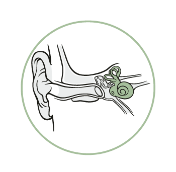 Struttura orecchio interno